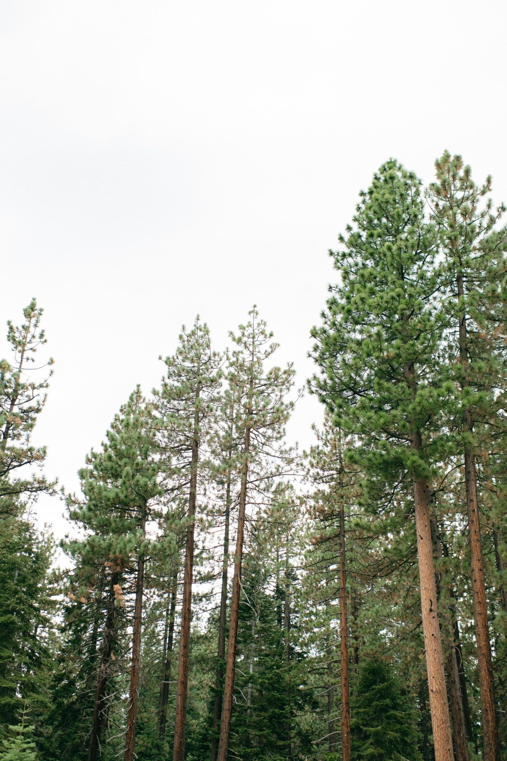 Spring Wedding at Tannenbaum Event Center in Reno, Nevada